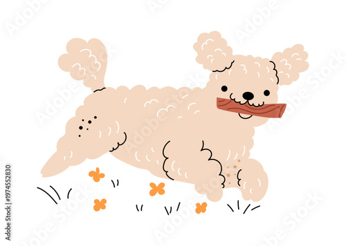Cute Westie running carrying wooden stick. Vector in flat style, isolated west highland white terrier character with playful muzzle and long fur. Domestic happy pet with small ears and legs