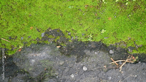 Top view of a cracked asphalt road partially covered with green moss