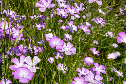 アグロステンマ