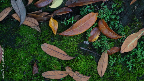 Top view of dry fallen leaves resting on lush green moss