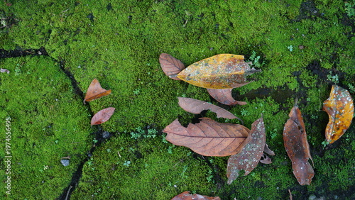 Top view of dry fallen leaves resting on moss-covered paving blocks