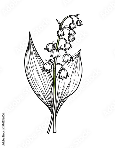 A detailed black and white botanical illustration of a lily of the valley flower, highlighting the delicate structure and intricate lines