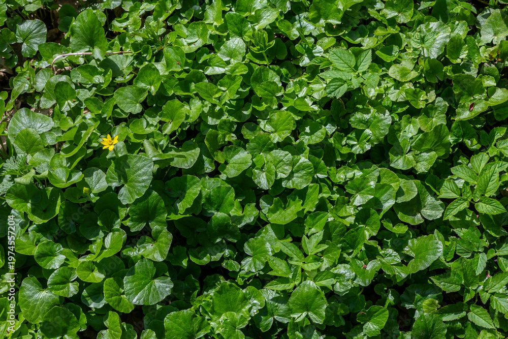 Obraz premium Lush green plants cover the ground with a single yellow flower emerging in a vibrant natural setting during daylight hours
