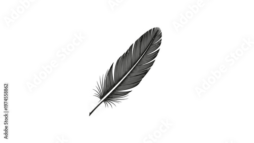 Single black feather isolated on white.