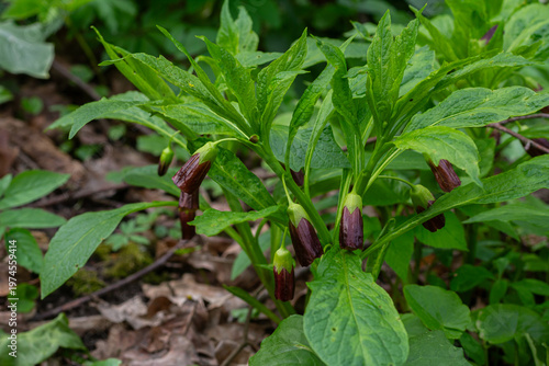 Fényképezés Scopolia carniolica blooms in a spring forest showcasing belladonna and henbane