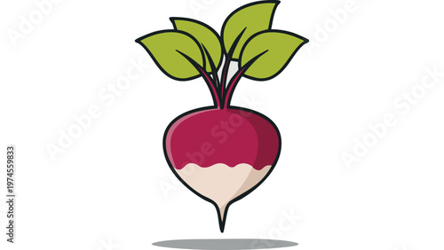 Red radish vegetable with green leaves showing fresh root produce and healthy organic ingredient vector