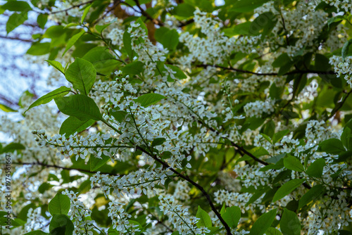 Fotografía Spring branches of Prunus padus adorned with delicate white flowers against vibr