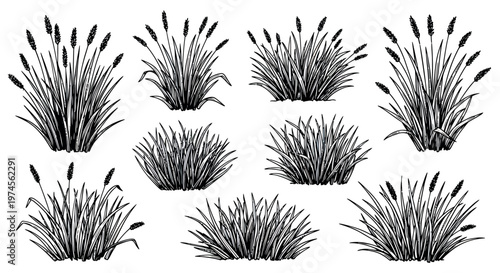 Grass bush and ornamental plant sketch set with natural foliage collection