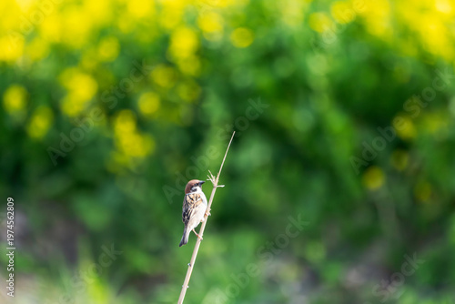 春爛漫の風景 菜の花と小さなスズメ