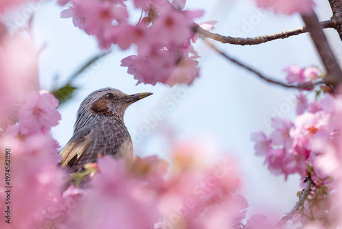 ピンクの桜の花とヒヨドリ