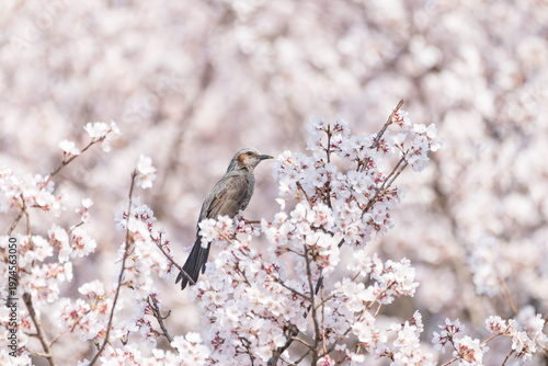 満開の桜とヒヨドリ、春の訪れを感じる風景