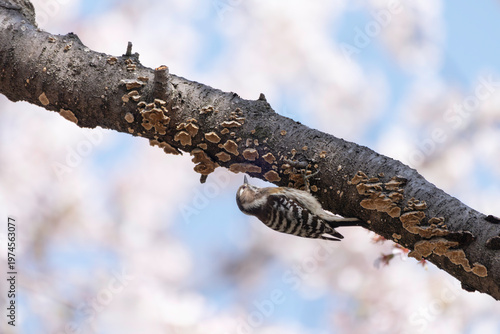 満開の桜の木に止まるコゲラ