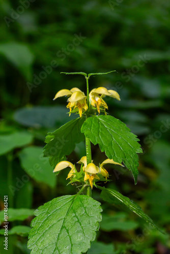 Yellow archangel blooms brightly among forest greenery in early spring showcasing delicate petals and vibrant foliage