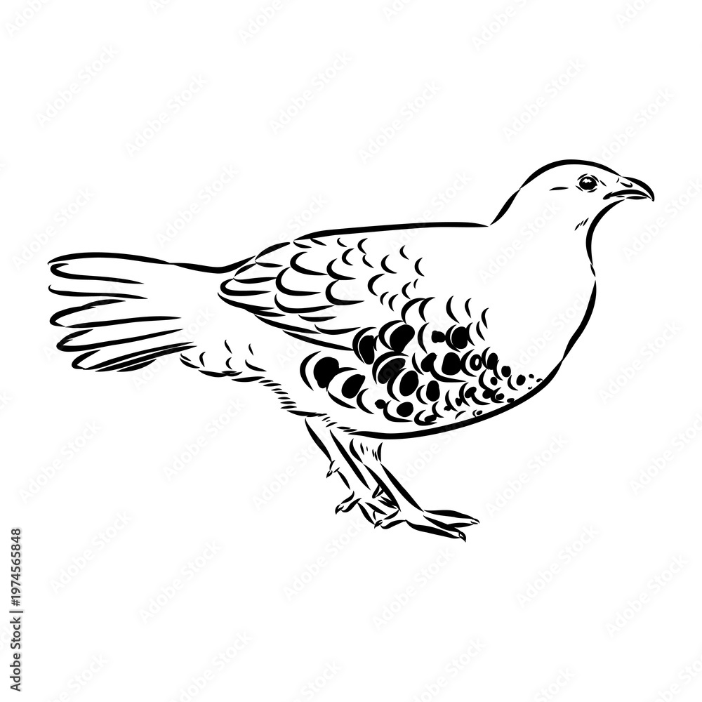 Fototapeta premium bamboo partridge, vector sketch