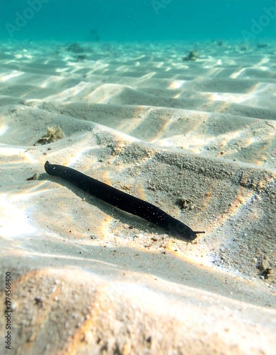 A long black fish swims over a sandy ocean floor