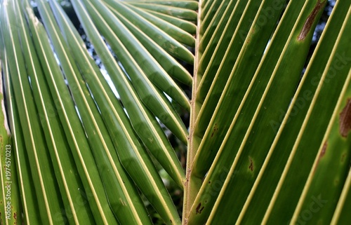 Green palm leaf.
Leaf for your design, tropical leaves banner on nature background.
