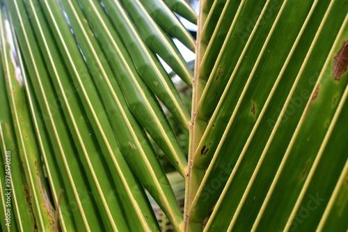 Palm leaf background.
Leaf for your design, tropical leaves banner on nature background.
