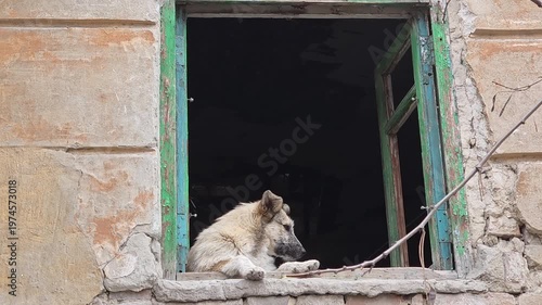 Homeless dog looks out from window of abandoned building