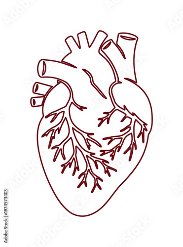 Anatomical human heart vector illustration, detailed internal organ diagram, medical science graphic, biology education resource