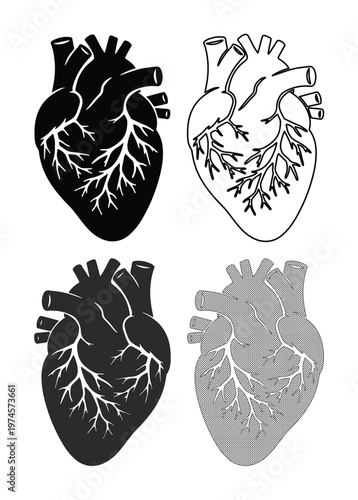 Anatomical human heart vector illustration set, detailed medical organ graphics, biological cardiology symbol, health and science design elements