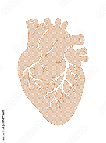 Anatomical human heart illustration, detailed medical organ vector, beige and white internal body part, biology and health education graphic