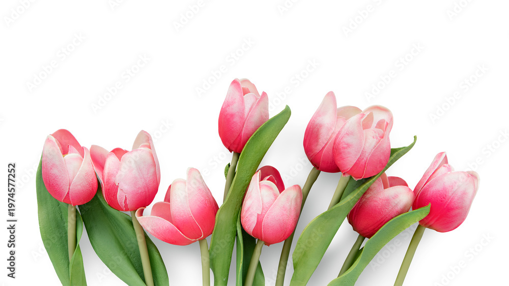 Fototapeta premium Pink tulips with green leaves on a white. Tulips in bloom, vibrant pink petals. Fresh tulips, delicate and elegant. Spring tulips, natural beauty. Floral element isolated on white.