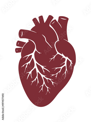 Corazón humano anatómico en estilo plano, ilustración médica de órgano vital color granate, vector de sistema circulatorio para cardiología