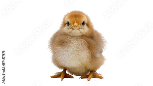 Fluffy brown chick with orange beak, isolated on transparent background