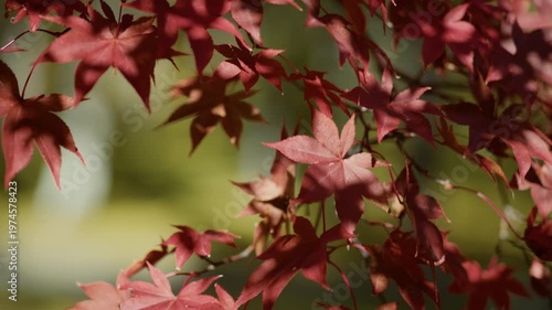 風になびく紅葉