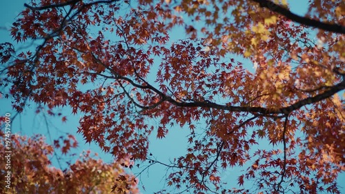 もみじ　紅葉　手持ち