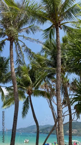 Beautiful coconut palm trees on Phuket island in Thailand. Scenic tropical landscape with green palms against clear blue sky, perfect for travel and vacation on Andaman sea islands.