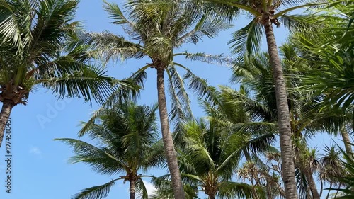 Beautiful coconut palm trees on Phuket island in Thailand. Scenic tropical landscape with green palms against clear blue sky, perfect for travel and vacation on Andaman sea islands.