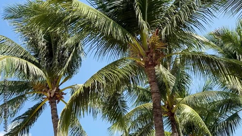 Beautiful coconut palm trees on Phuket island in Thailand. Scenic tropical landscape with green palms against clear blue sky, perfect for travel and vacation on Andaman sea islands.