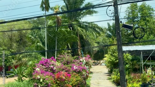Beautiful scenic tropical street with blooming bright pink bougainvillea flowers and lush palm trees under sunlit sky. Exotic summer garden landscape with authentic local village atmosphere.
