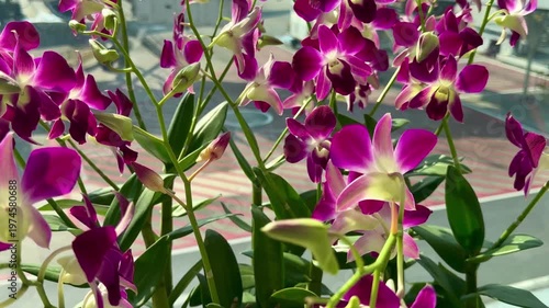 Beautiful purple and white Dendrobium orchids blooming in a bright tropical garden. Exotic floral decoration with orchid flowers in soft natural sunlight, closeup botanical photography.