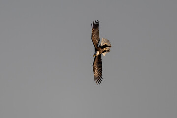 Bald eagle soaring high against a muted gray sky, photographed from below in a dramatic overhead view.