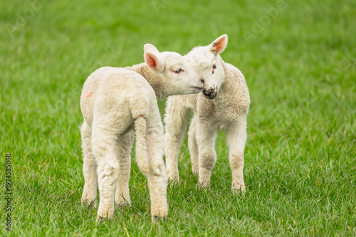 Lambs in Springtime.  Two young lambs in green grass field with one lamb affectionally nuzzling the other. Yorkshire Dales, UK.  Horizontal.  Copy space