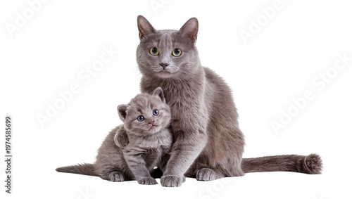 Tableau sur toile Adult Russian Blue cat with kitten, isolated on transparent background