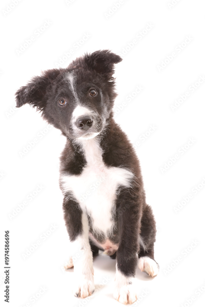 Obraz premium Cute Border Collie puppy sitting on white background looking at camera