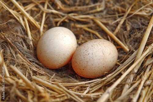 Fresh Farm Eggs in Bird Nest Top View Rustic Organic Agriculture Concept
