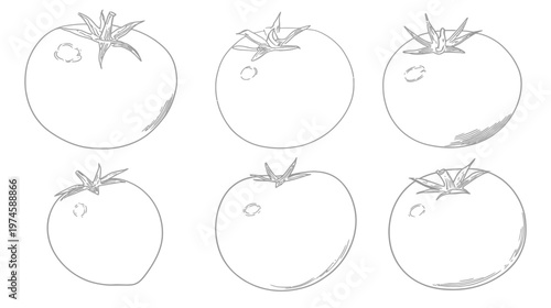 Hand-drawn tomato outline vector illustrations set. Fresh organic vegetable line art collection. Healthy food ingredient sketch.