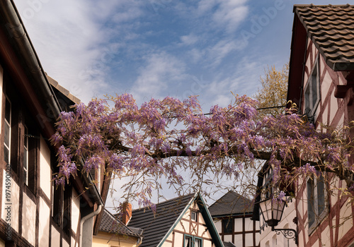 Fotografie The picture shows beautiful wisteria stretching between two half-timbered houses