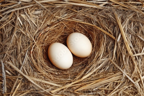 Fresh Farm Eggs in Bird Nest Top View Rustic Organic Agriculture Concept
