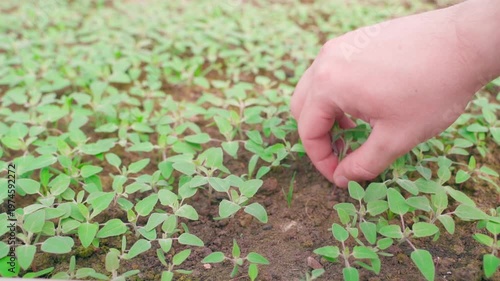 Wallpaper Mural Gardener manually pulling weeds from soil on garden bed close-up slow motion Torontodigital.ca
