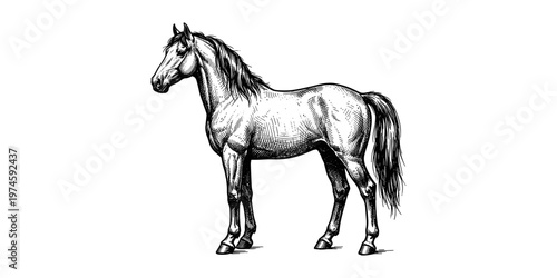 Vintage engraved horse illustration detailed hand drawn line art black and white style