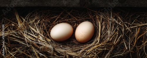 Fresh Farm Eggs in Bird Nest Top View Rustic Organic Agriculture Concept