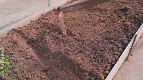 Wallpaper Mural Gardener making small furrows in greenhouse garden bed soil for seed planting Torontodigital.ca