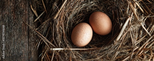 Two Chicken Eggs in Nest Top View Natural Organic Farm Concept