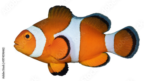 Картината върху платно Vibrant orange and white clownfish with black fin edges, isolated on transparent