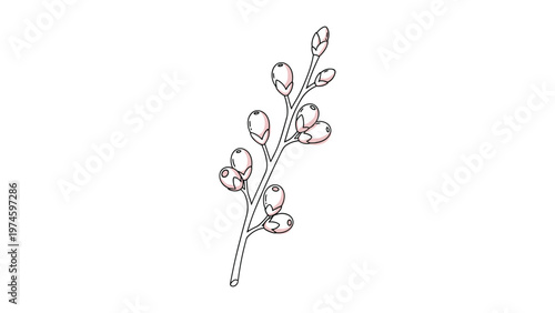 Delicate hand-drawn line art illustration of a berry branch with small buds, hinting at growth and the beauty of nature's early stages.